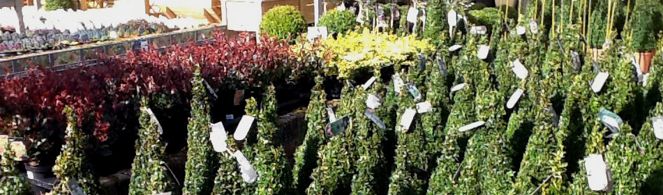 New plant arrivals
